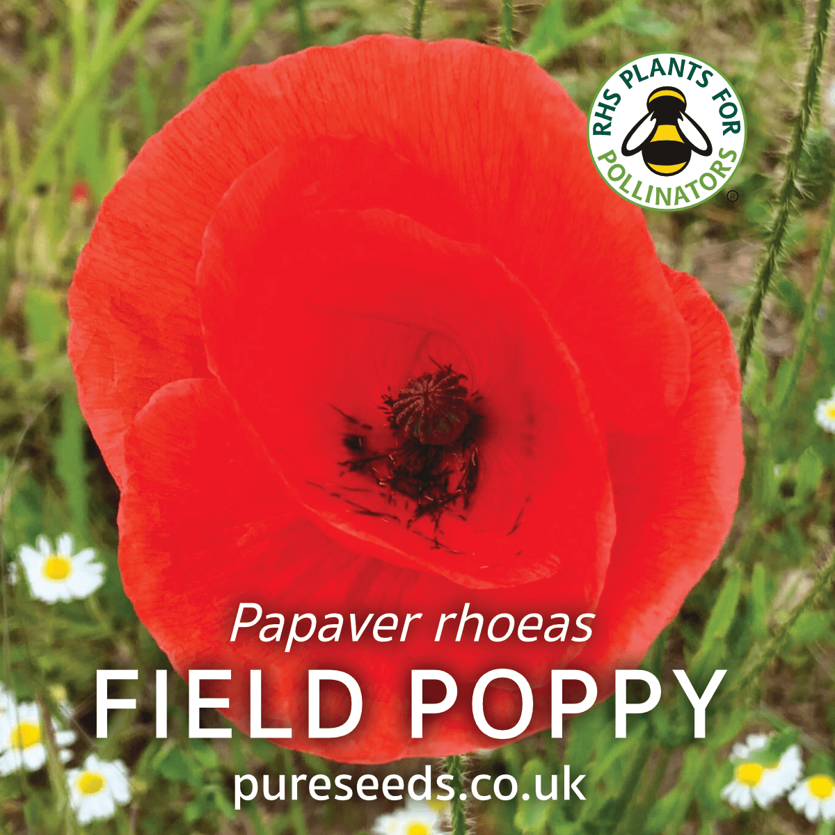 Common Field Poppy Seeds (Papaver rhoeas) | Bright Red Poppies – Pure Seeds