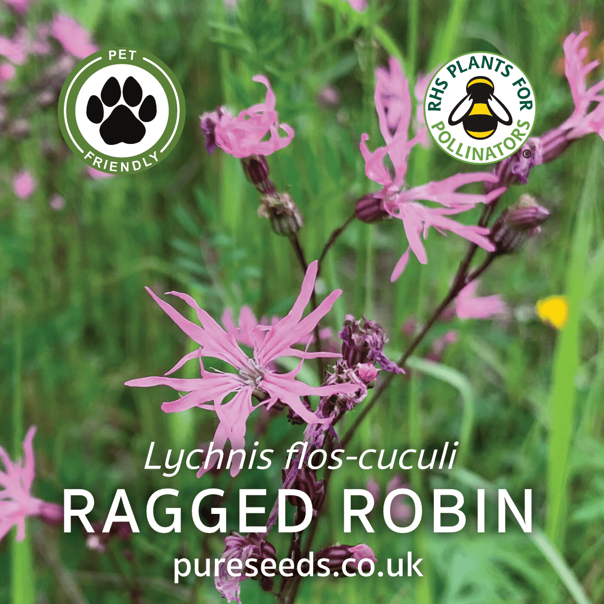 How Make A Ragged Robin Ragged Robin Seeds | Pink Wildflower for Pollinators Marginal Plant ...